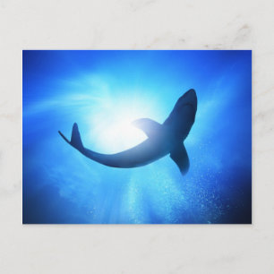 Deep Ocean Shark Silhouette Vykort