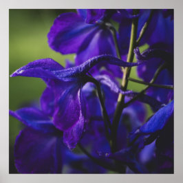 Deep Purple Delphinium Close Up Poster