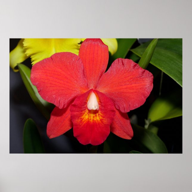 Deep Red Orchid Poster (Framsidan)