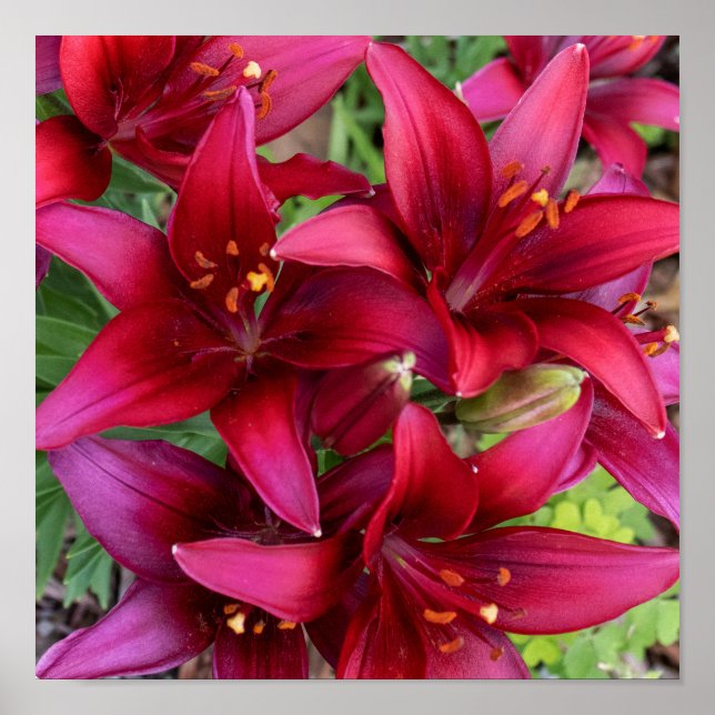 Deep Reds Poster (Framsidan)