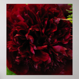 Deep Rik Red Peony Skriv ut Poster