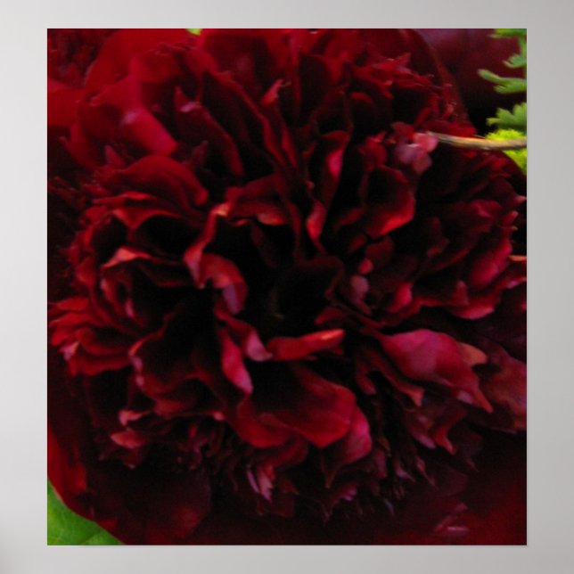 Deep Rik Red Peony Skriv ut Poster (Framsidan)
