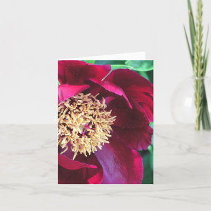 "DEEP-RO FÄRGAD PEONY" NOTECARD/PHOTOG./BLANK KORT