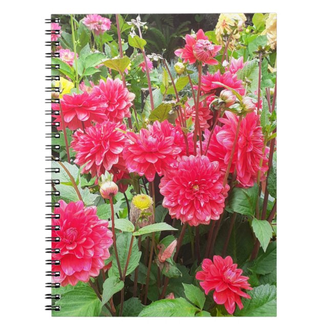 Deep Rosa Dahlias Spiral bärbar dator Anteckningsbok (Framsidan)