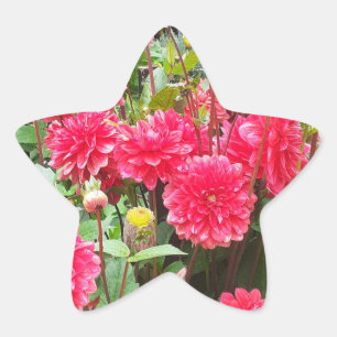 Deep Rosa Dahlias Sticker Stjärnformat Klistermärke