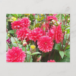 Deep Rosa Dahlias Vykort