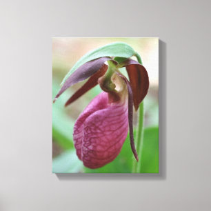 Deep Rosa Dam Slipper Orchid Flower Canvastryck
