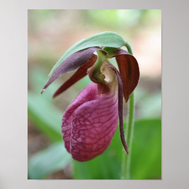 Deep Rosa Dam Slipper Orchid Flower Poster (Framsidan)