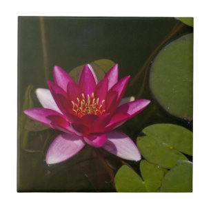 DEEP ROSA LOTUS BLOMMAR OCH LILY DYNORS IN POND KAKELPLATTA
