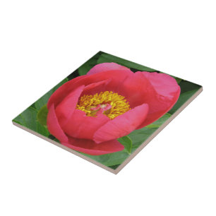"DEEP ROSA PEONY WITH GULD CENTER" KAKELPLATTA