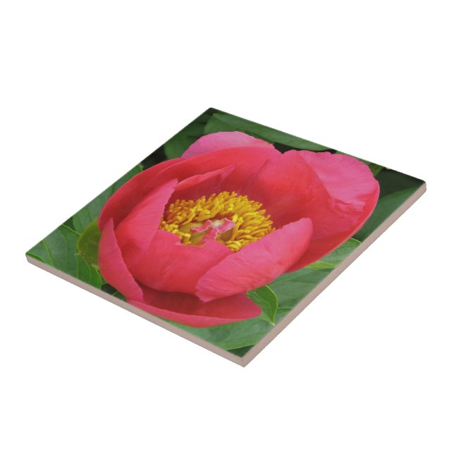 "DEEP ROSA PEONY WITH GULD CENTER" KAKELPLATTA (Sidan)