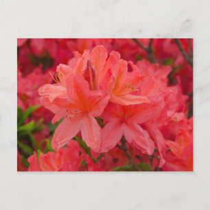 Deep Rosa Rhododendron Flowers Postcard Vykort