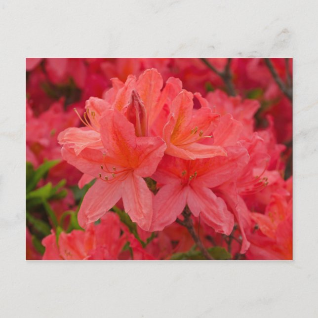 Deep Rosa Rhododendron Flowers Postcard Vykort (Framsida)