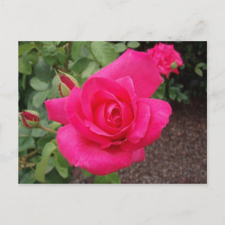 Deep rosa ros vykort