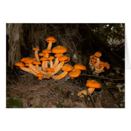 Deep Skogen Trove Hälsningskort