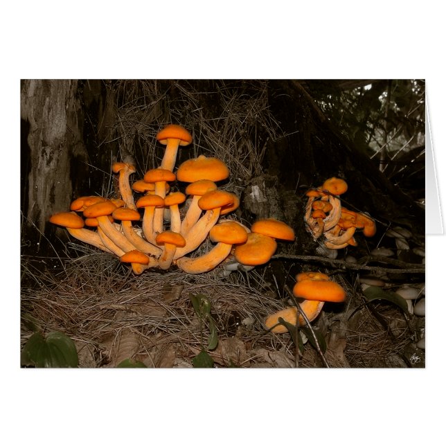 Deep Skogen Trove Hälsningskort (Framsidan Horizontal)