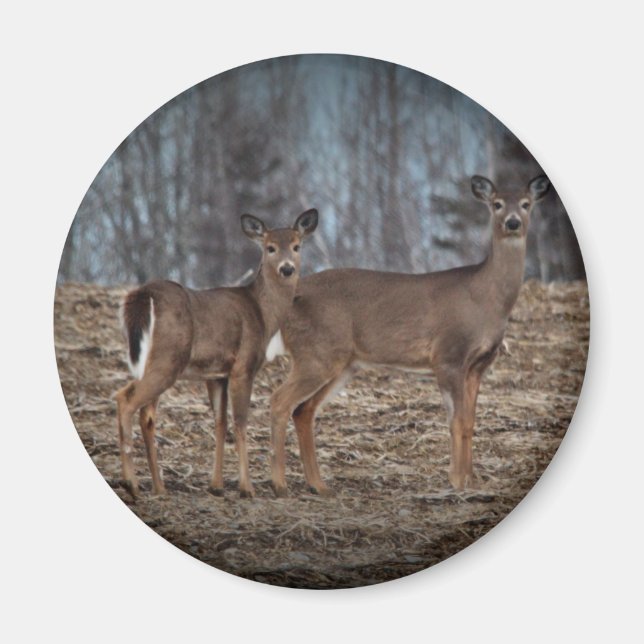 Deer_0337v Magnet (Framsidan)