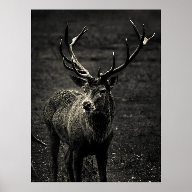 DEER 12 POINT BUCK POSTER (Framsidan)