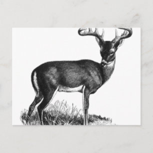 deergif vykort
