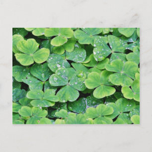 Deerpark Ireland Klöver Dew Drops Vykort