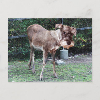 Deerschnauzer-vykort Vykort