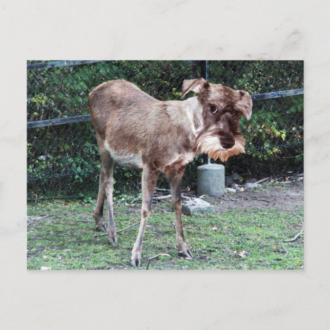 Deerschnauzer-vykort Vykort (Framsida)