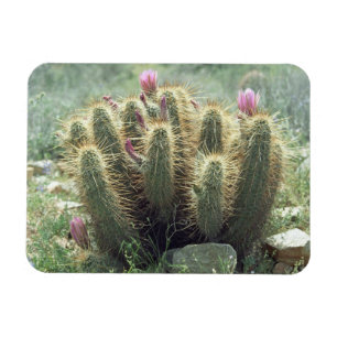 Deert Blooms Cactus Decorative Fridge Magnet