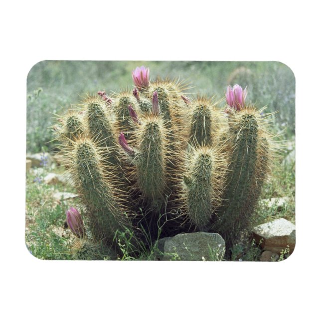 Deert Blooms Cactus Decorative Fridge Magnet (Horisontell)