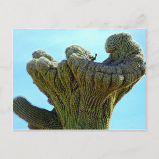 deformerad saguaro cactus.jpg vykort