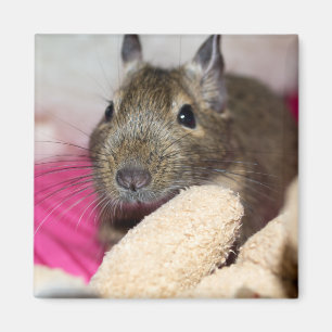 Degu bak nalle magnet