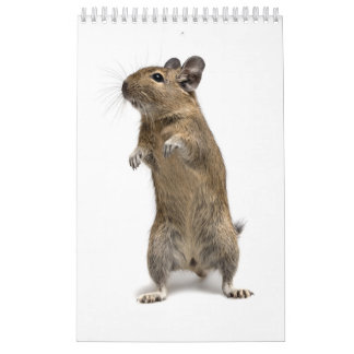 Degu familj kalender