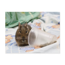 Degu Gnawing Hennes mat på Bed