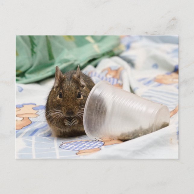Degu Gnawing Hennes mat på Bed Vykort (Framsida)