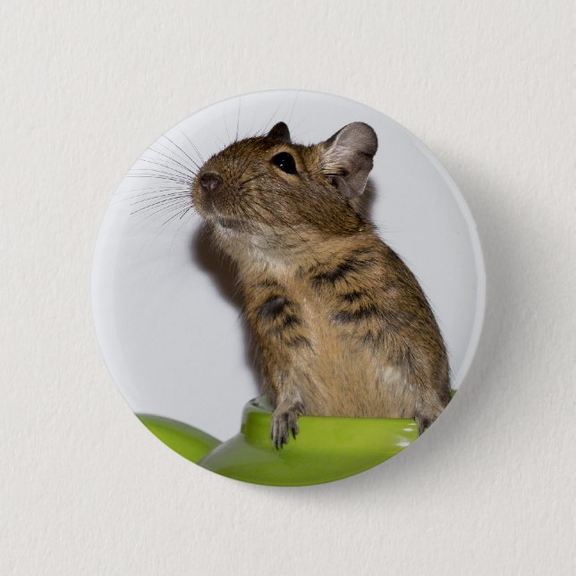 Degu i grönt fotograferar knapp (Framsida)