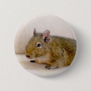 Degu-knapp Knapp