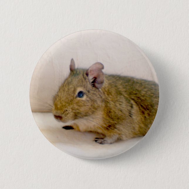 Degu-knapp Knapp (Framsida)