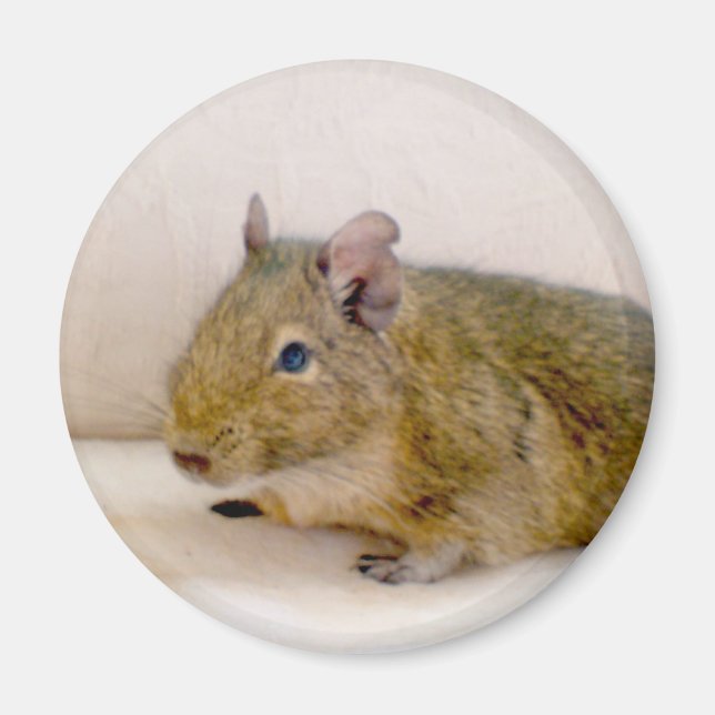 Degu Magnet (Framsidan)