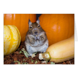 Degu med Pumpkin och Squash Hälsningskort