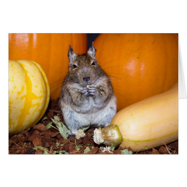 Degu med Pumpkin och Squash Hälsningskort (Framsidan Horizontal)