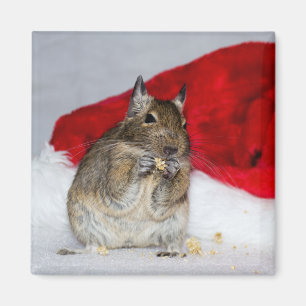 Degu med Santa Hat Festive Magnet