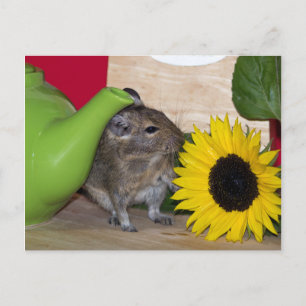 Degu med tekanna & solros vykort