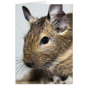 Degu Porträtt Hälsningskort