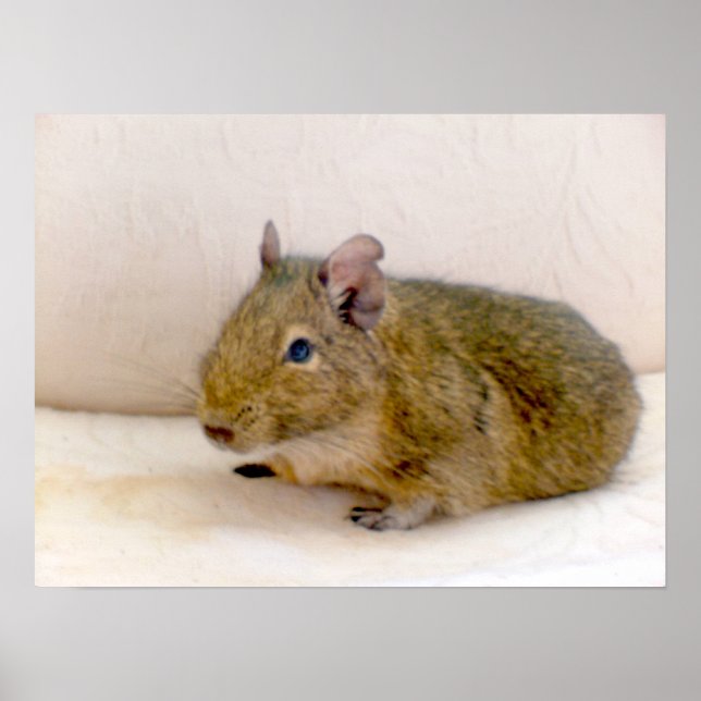 Degu Print Poster (Framsidan)