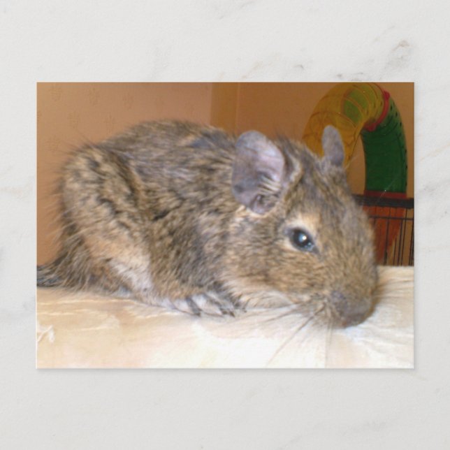 Degu-relaxing-vykort Vykort (Framsida)