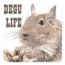 ► DEGU ► Rodents