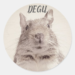 ♧ DEGU ♧ RUNT KLISTERMÄRKE