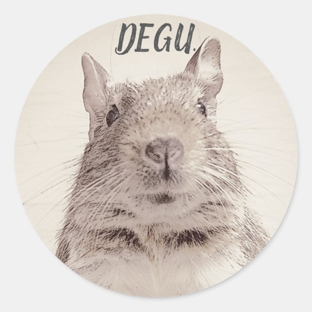 ♧ DEGU ♧ RUNT KLISTERMÄRKE (Framsida)