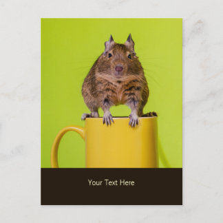 Degu Sitta vid Mugg Vykort