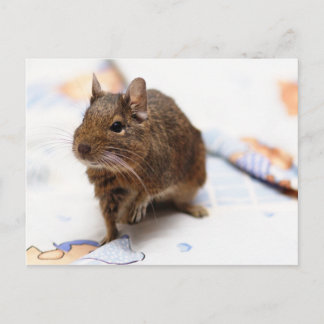Degu Stående på lakan Vykort