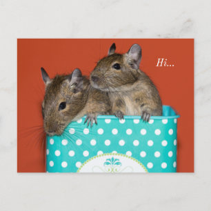 Degus Inside Coffee Tin 'Hi' Vykort